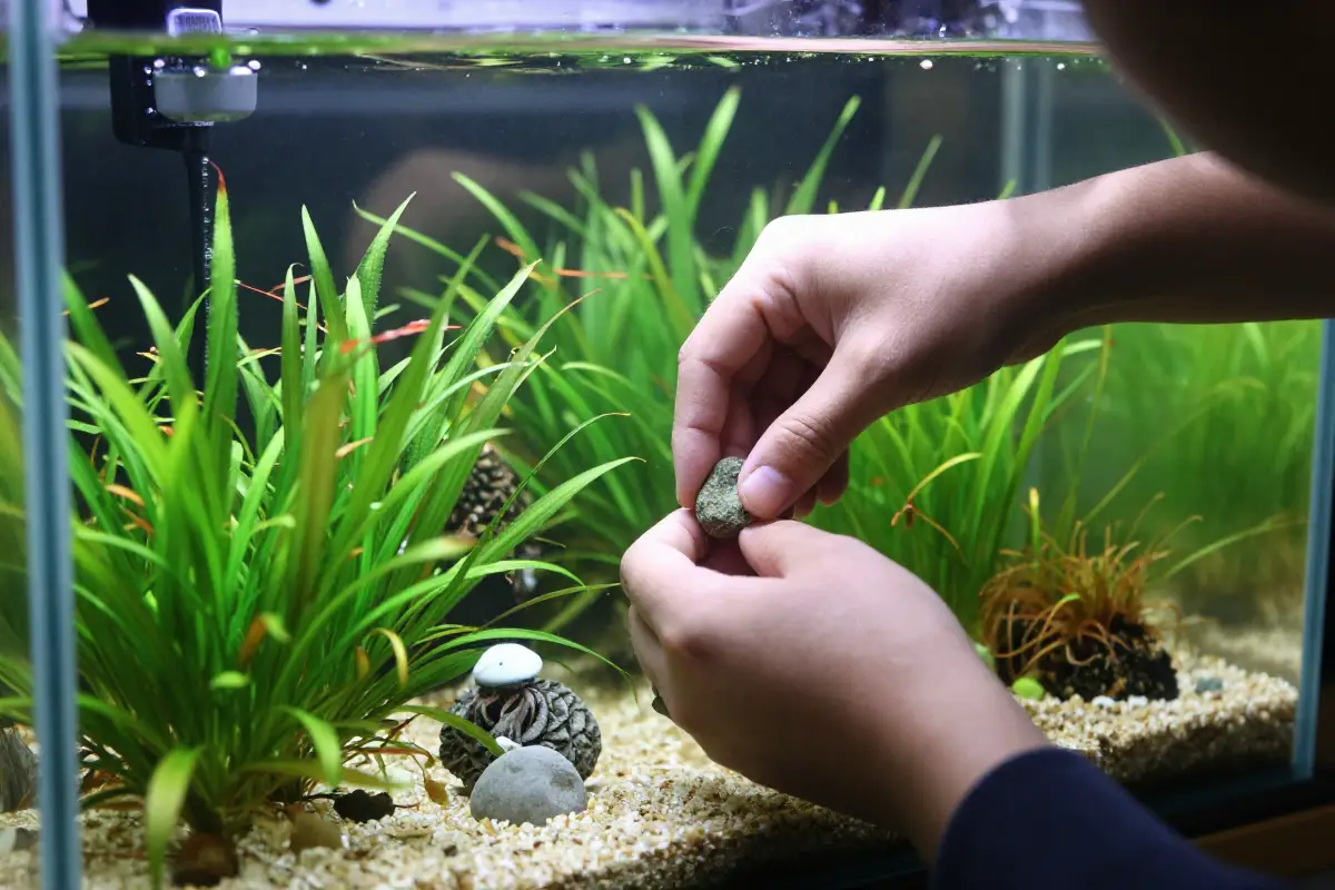Persona que coloca plantas acuáticas en un acuario nuevo, con sustrato y decoraciones preparadas