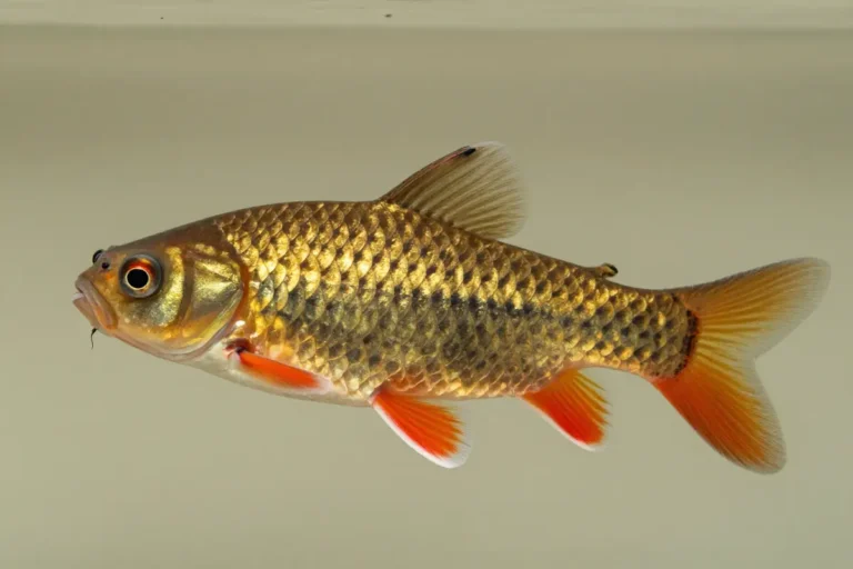 Guía completa del Ancistrus sp.: el pez limpiador de la familia Loricariidae 5 Ancistrus Gold en primer plano con fondo neutro, mostrando su coloración dorada, patrones de escamas y aletas rojizas en detalle