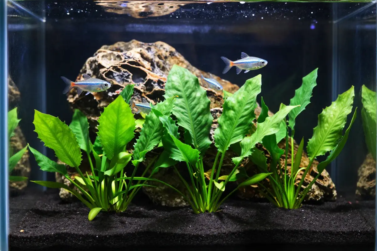 Imagen de acuario con Anubias nana creciendo en fondo junto a piedras y peces betta en escena realista
