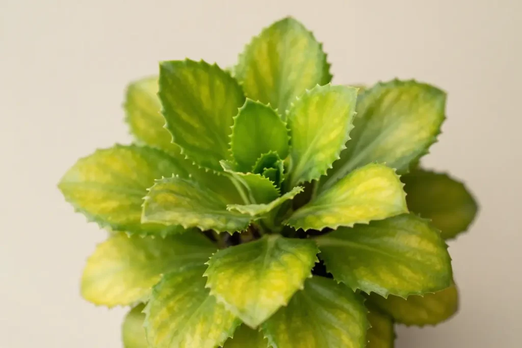 Imagen de close-up de Anubias nana con hojas verde-amarillas en roseta compacta sobre fondo beige