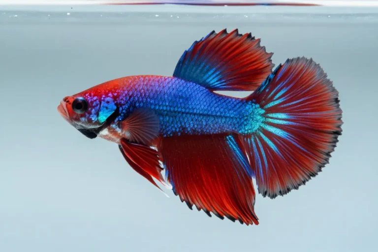 pez betta splendens en posicion central con aletas velellas extendidas, coloracion roja y azulada con reflejos iridosos sobre fondo celeste suave