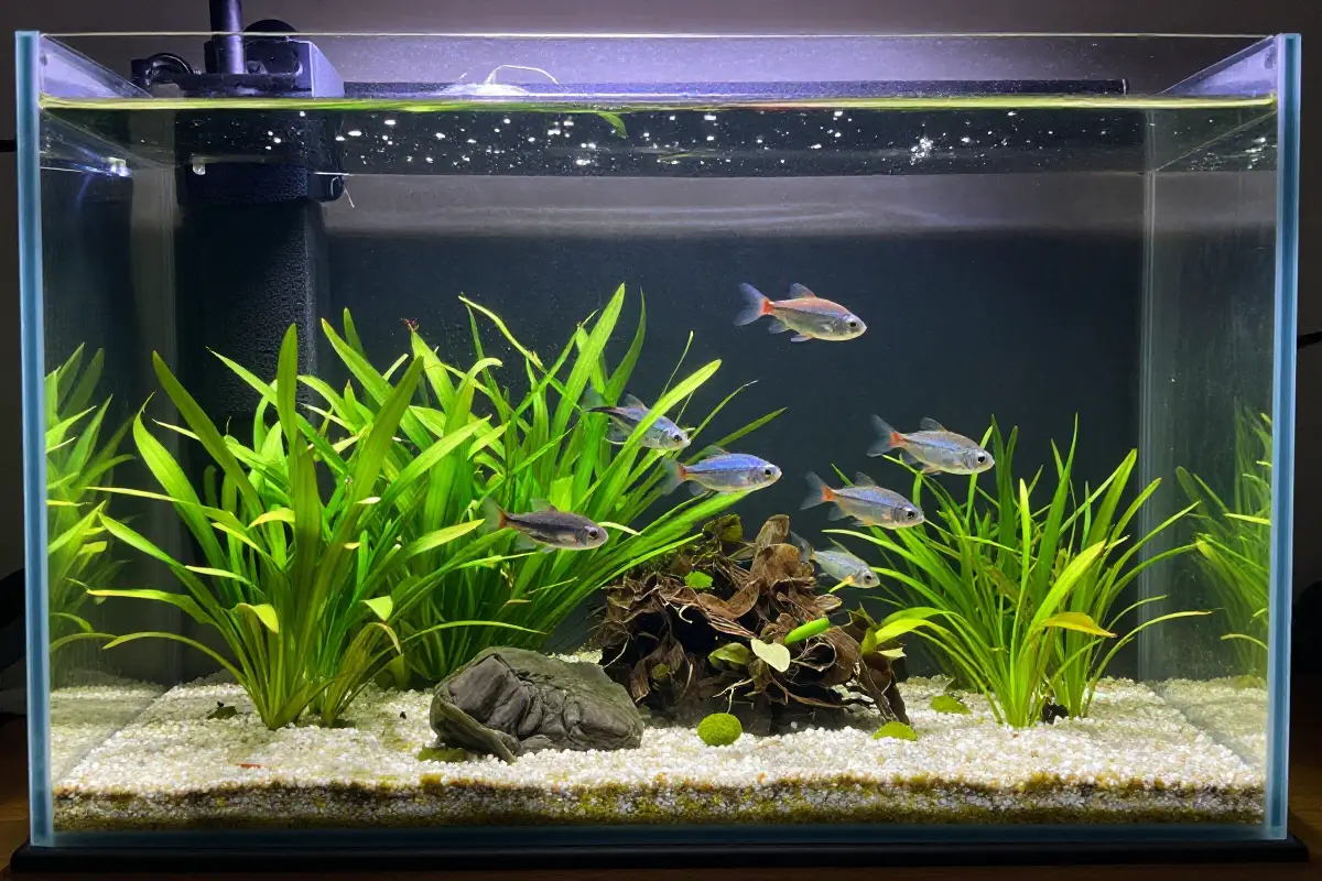 Acuario con agua clara, plantas sanas y peces nadando. Filtro biológico con colonias bacterianas visibles. Iluminación suave que muestra un ecosistema equilibrado.