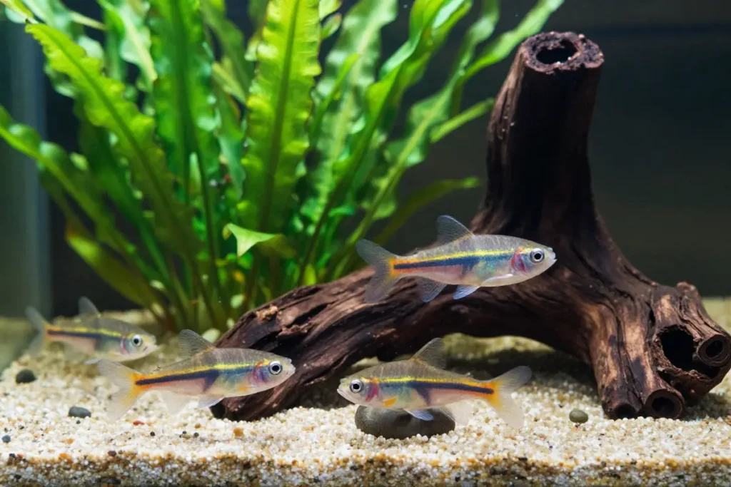 Cuatro Corydoras bronce nadando en un acuario con plantas de java, guijarros y sustrato de arena, mostrando su comportamiento de limpieza