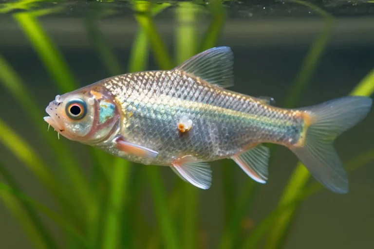 pez con lesiones en la cabeza y aletas dañadas mostrando manchas blancas y abdomen hinchado en un acuario con plantas