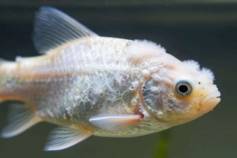 Pez con manchas blancas algodonosas causadas por hongos en el cuerpo, mostrando estructuras filamentosas en un fondo de acuario limpio