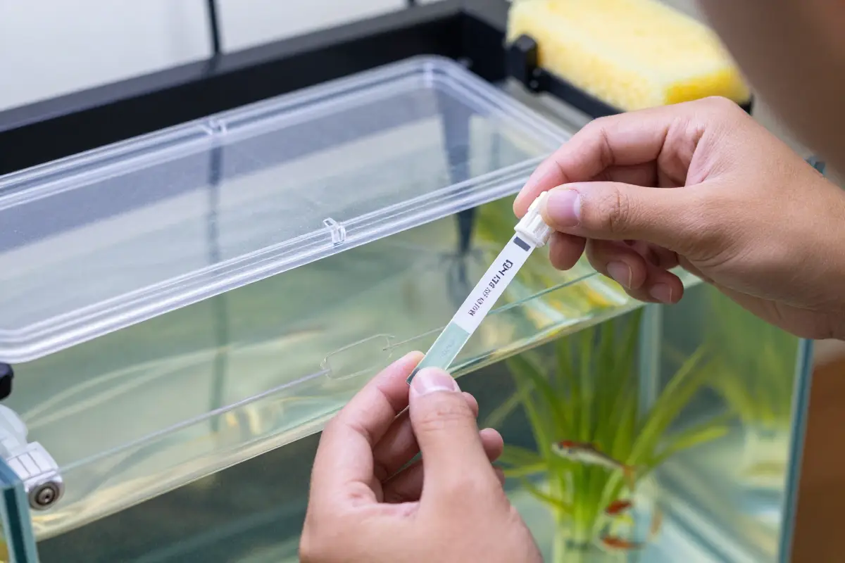 Persona midiendo el pH y nitratos en un acuario de cuarentena con test strips. En el fondo se ven peces, un filtro de espuma y un termómetro.