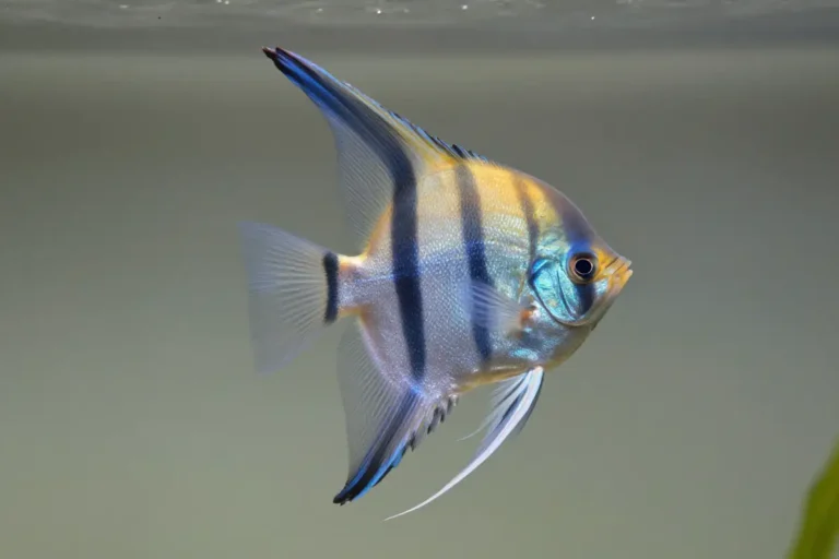 Guía de cuidado del pez ángel (Pterophyllum scalare): un elegante Cichlidae 2 pez angel pterophyllum scalare en posición frontal con aletas extendidas, mostrando su forma alargada y coloraciones azules y doradas en fondo acuático neutro
