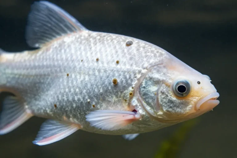 Pez de acuario con una capa blanquecina y aterciopelada en el cuerpo y aletas, mostrando síntomas de la enfermedad del terciopelo