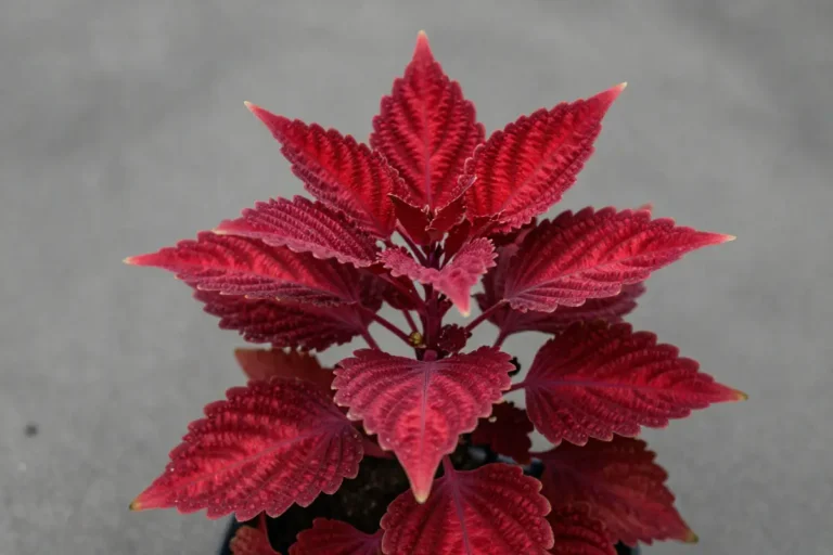 Detalle de la Ludwigia repens con hojas rojas intensas y textura visible sobre fondo neutro