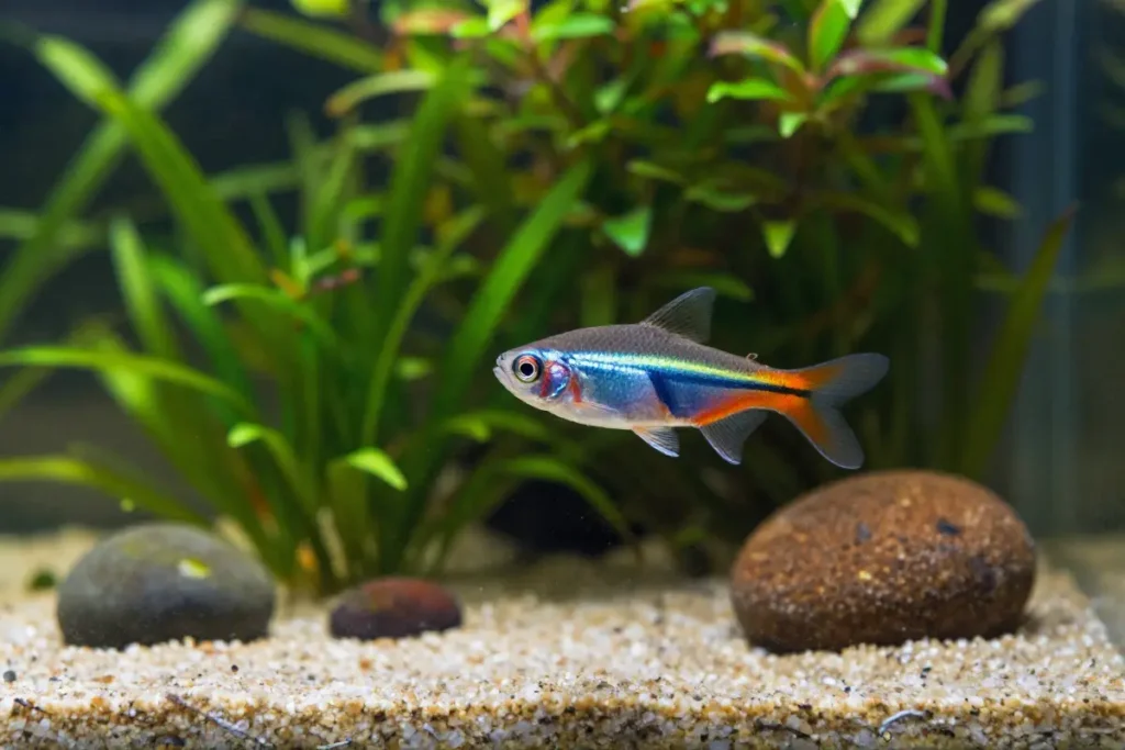 pez cebra nadando en un acuario con plantas de musgo java y decoracion suave
