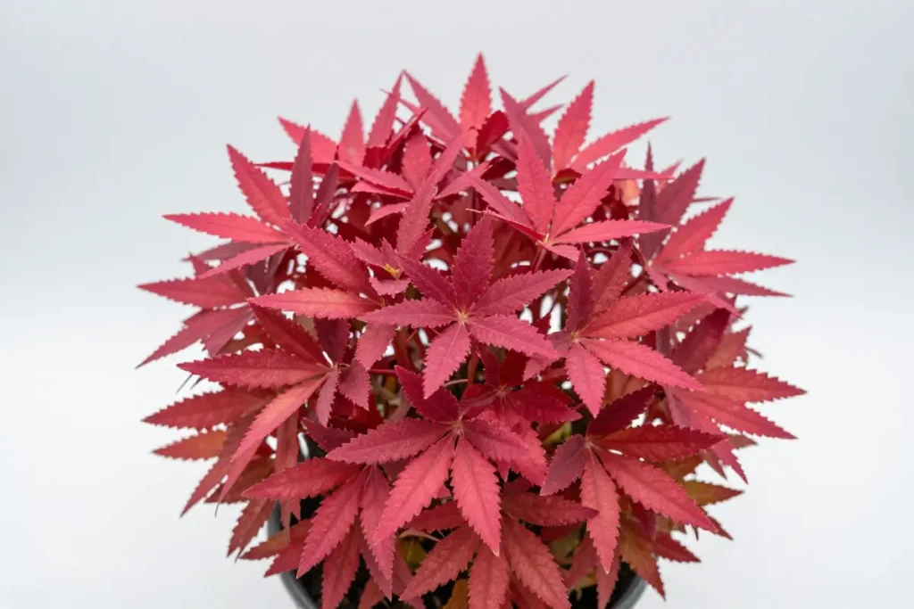 Rotala rotundifolia con tallos erectos y hojas alargadas de color rojizo, creciendo en fondo blanco con sombras suaves