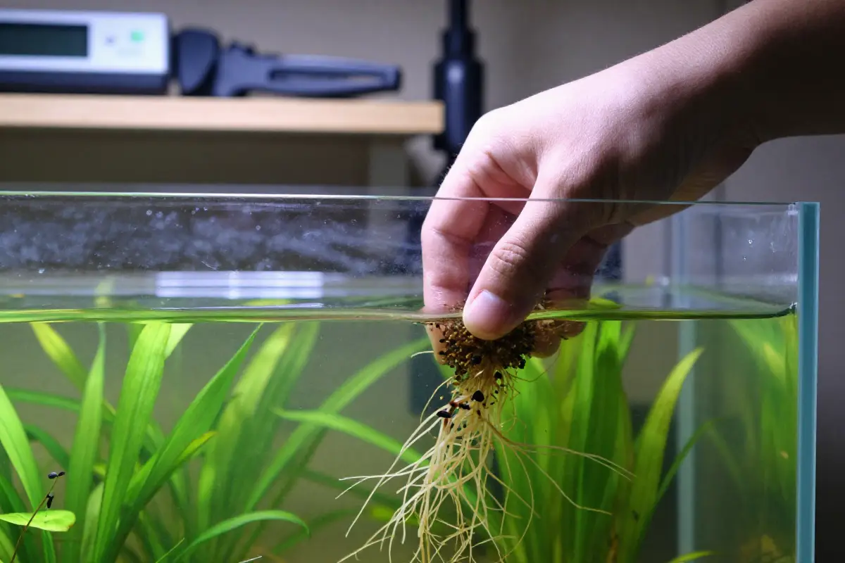 Mano insertando sustrato nutritivo en pecera, raíces de plantas acuáticas y organismos microscópicos en el agua